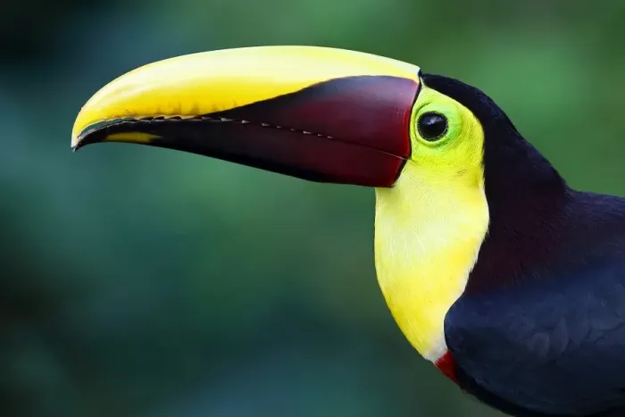 Framed Print : Black-mandibled toucan closeup