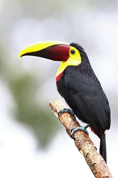 Black Mandibled Toucan in Costa Rica
