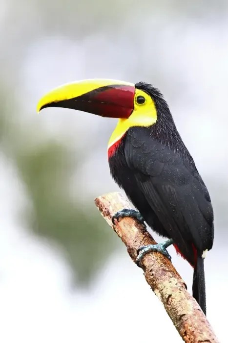 Framed Print : Black Mandibled Toucan in Costa Rica Framed Print : Black Mandibled Toucan in Costa Rica