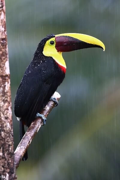 Black-mandibled toucan in the rain