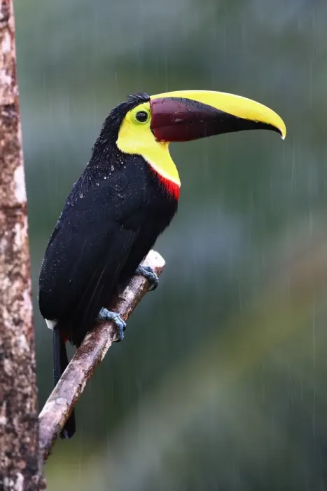 Framed Print : Black-mandibled toucan in the rain Framed Print : Black-mandibled toucan in the rain