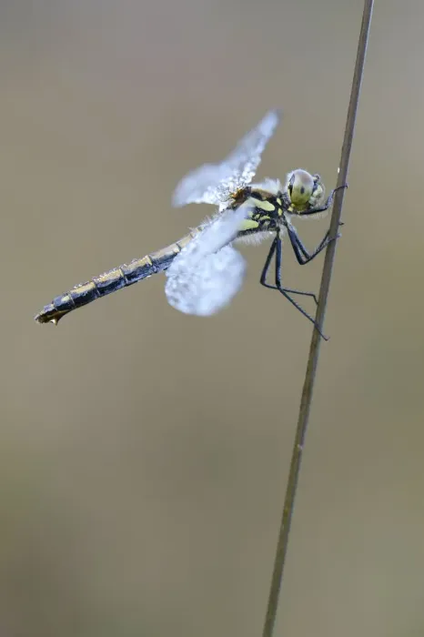 Framed Print : Black Meadowhawk or Black Darter -Sympetrum danae-, female, Emsland, Lower Saxony, Germany Framed Print : Black Meadowhawk or Black Darter -Sympetrum danae-, female, Emsland, Lower Saxony, Germany