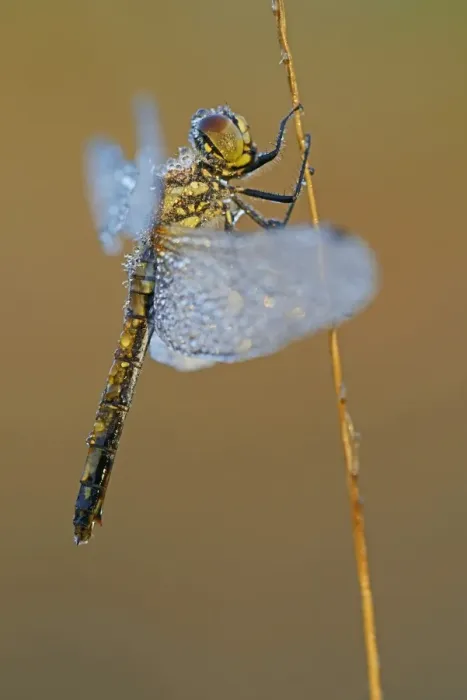 Framed Print : Black Meadowhawk or Black Darter -Sympetrum danae-, female, Emsland, Lower Saxony, Germany Framed Print : Black Meadowhawk or Black Darter -Sympetrum danae-, female, Emsland, Lower Saxony, Germany