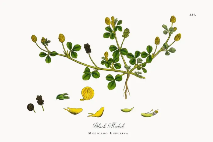 Framed Print : Black Medick, Medicago Lupulina, Victorian Botanical Illustration, 1863 Framed Print : Black Medick, Medicago Lupulina, Victorian Botanical Illustration, 1863