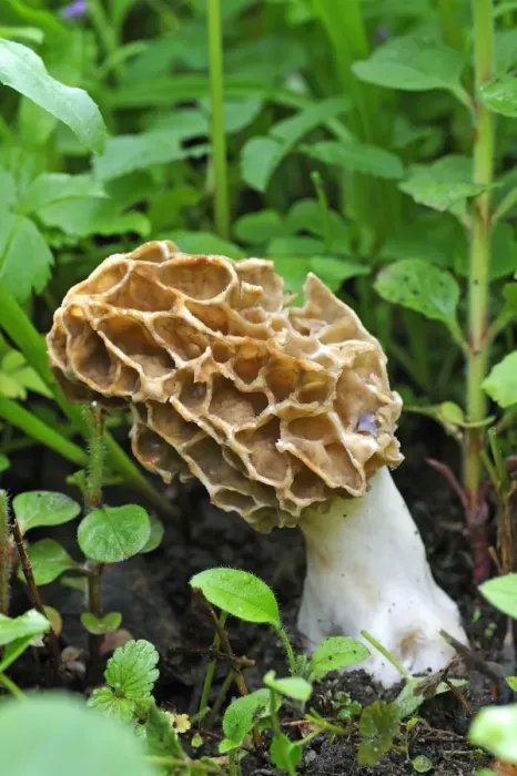 Framed Print : Black Morel -Morchella elata-, Eckental, Middle Franconia, Bavaria, Germany Framed Print : Black Morel -Morchella elata-, Eckental, Middle Franconia, Bavaria, Germany