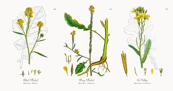 Black Mustard, Brassica Nigra, Victorian Botanical Illustration, 1863