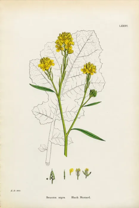 Framed Print : Black Mustard, Brassica Nigra, Victorian Botanical Illustration, 1863 Framed Print : Black Mustard, Brassica Nigra, Victorian Botanical Illustration, 1863