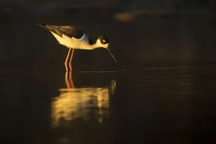Framed Print : Black Necked Stilt Framed Print : Black Necked Stilt