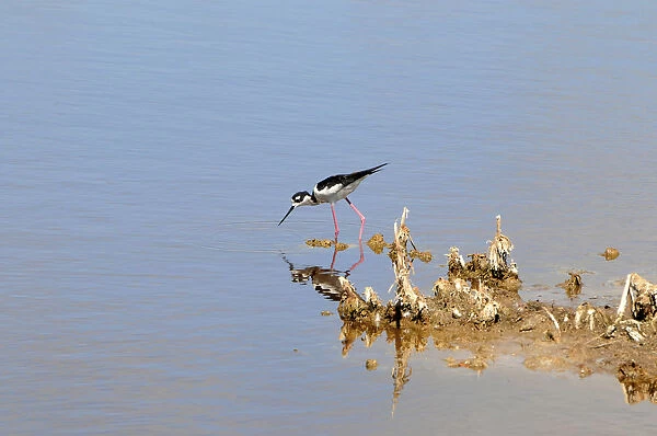 Black-necked stilt, Himantopus mexicanus, searching for food in shallow water. Everglades National Park, Florida, USA. UNESCO World Heritage Site (Biosphere Reserve)