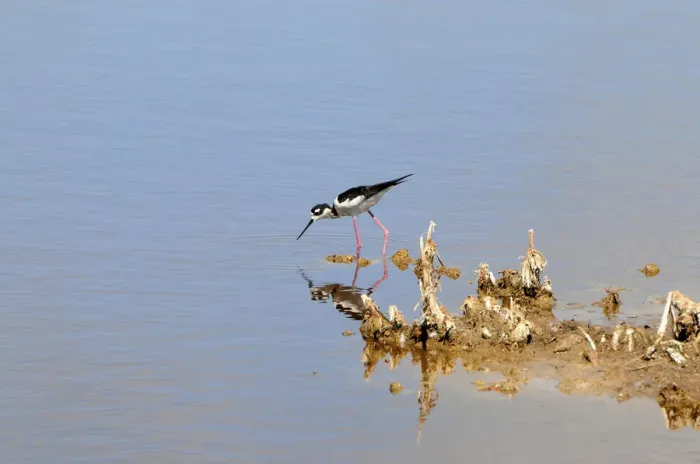 Framed Print : Black-necked stilt, Himantopus mexicanus, searching for food in shallow water. Everglades National Park, Florida, USA. UNESCO World Heritage Site (Biosphere Reserve) Framed Print : Black-necked stilt, Himantopus mexicanus, searching for food in shallow water. Everglades National Park, Florida, USA. UNESCO World Heritage Site (Biosphere Reserve)