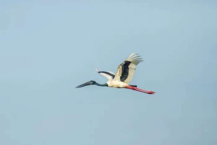 Framed Print : Black-necked Stork -Ephippiorhynchus asiaticus-, Keoladeo National Park, Rajasthan, India Framed Print : Black-necked Stork -Ephippiorhynchus asiaticus-, Keoladeo National Park, Rajasthan, India