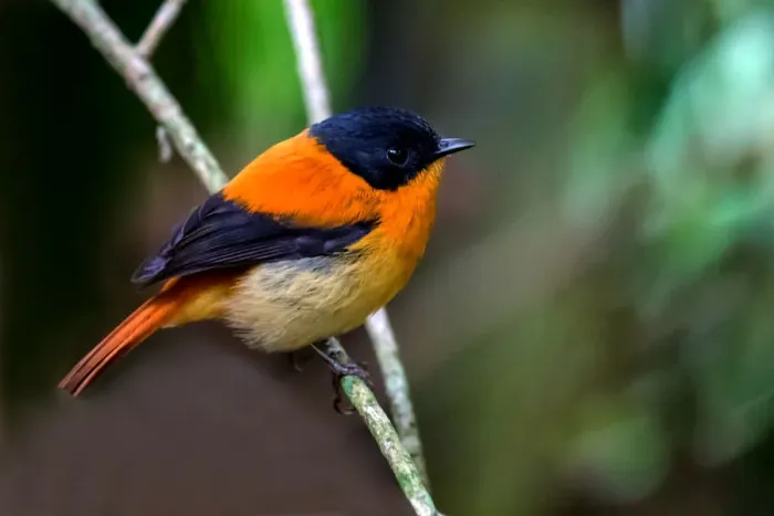 Framed Print : Black and orange flycatcher (Ficedula nigrorufa) Framed Print : Black and orange flycatcher (Ficedula nigrorufa)