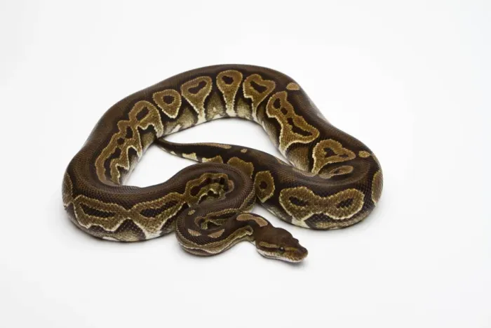 Framed Print : Black Pastel Ball Python or Royal Python -Python regius- Framed Print : Black Pastel Ball Python or Royal Python -Python regius-