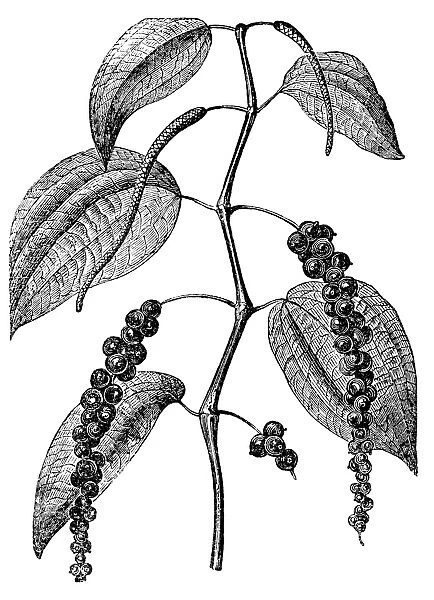 Black pepper (Piper nigrum)