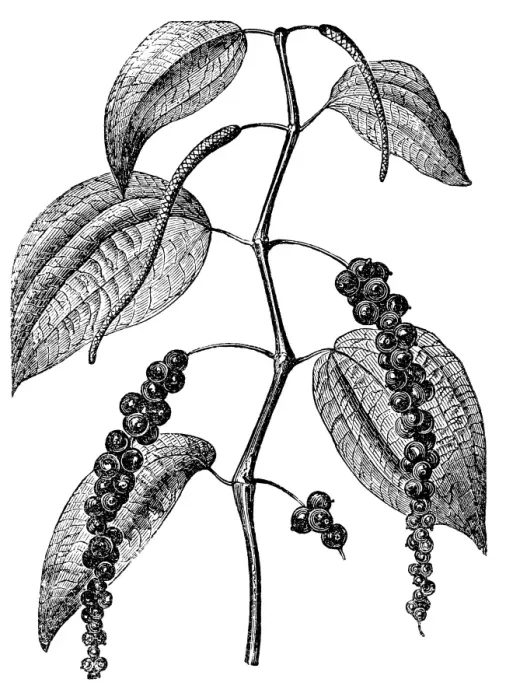 Framed Print : Black pepper (Piper nigrum) Framed Print : Black pepper (Piper nigrum)
