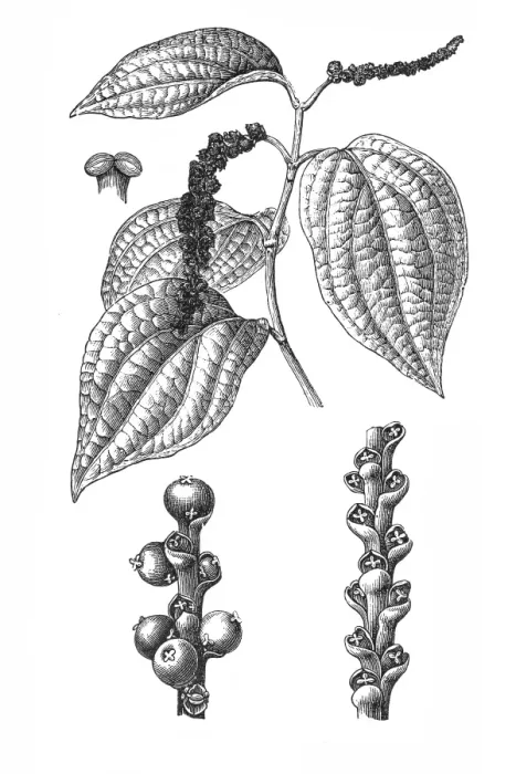 Framed Print : Black pepper (Piper nigrum) Framed Print : Black pepper (Piper nigrum)
