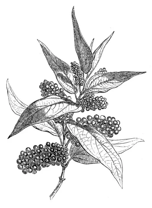 Framed Print : Black pepper (Piper nigrum) Framed Print : Black pepper (Piper nigrum)