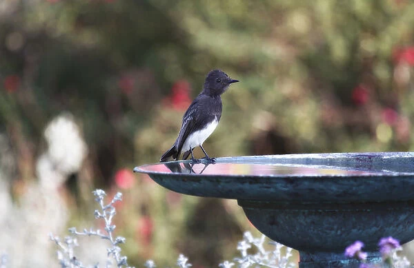 Black Phoebe Bird Perched on Birdbath