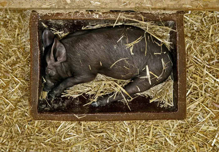 Framed Print : Black piglet sleeping in a feeding trough, Bavaria, Germany