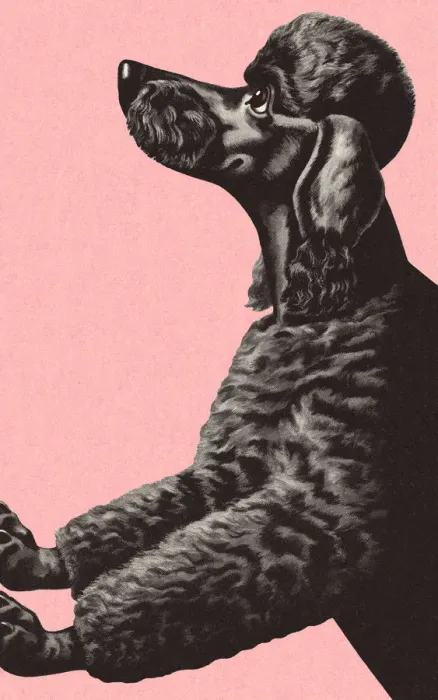 Framed Print : Black Poodle Framed Print : Black Poodle