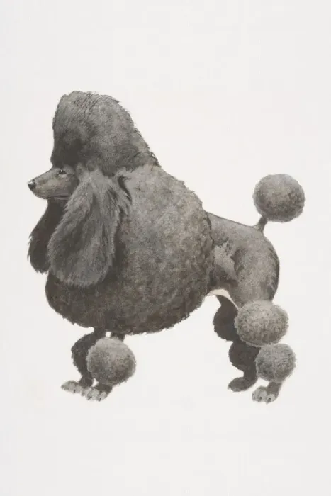 Framed Print : Black Poodle (canis familiaris), partially shaved coat with pompoms, side view Framed Print : Black Poodle (canis familiaris), partially shaved coat with pompoms, side view