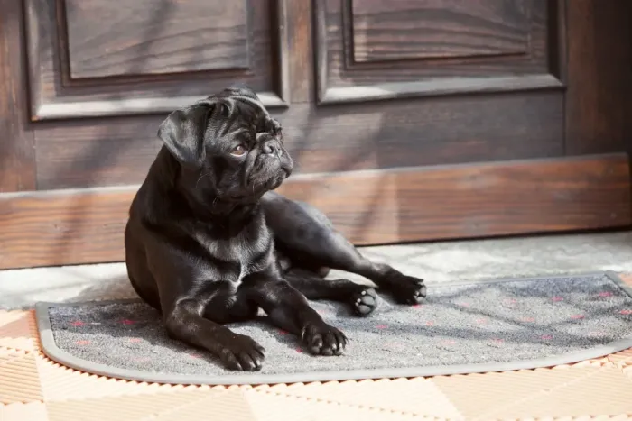 Framed Print : Black pug lying in front of the front-door in the sunshine Framed Print : Black pug lying in front of the front-door in the sunshine