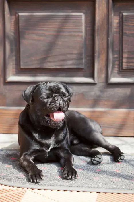Framed Print : Black pug lying in front of the front-door in the sunshine