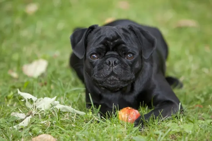 Framed Print : Black Pug lying on the grass and eating an apple Framed Print : Black Pug lying on the grass and eating an apple