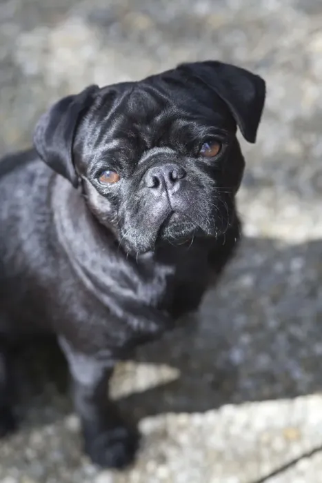 Framed Print : Black Pug, portrait