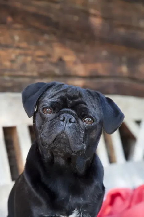 Framed Print : Black Pug, portrait, sitting on a bench