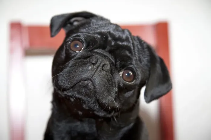 Framed Print : Black pug on a red kitchen chair Framed Print : Black pug on a red kitchen chair