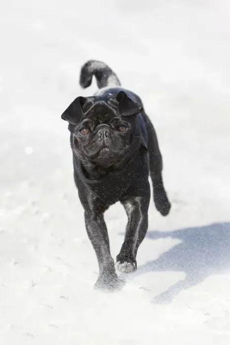 Framed Print : Black pug running on the beach, frolicking Framed Print : Black pug running on the beach, frolicking