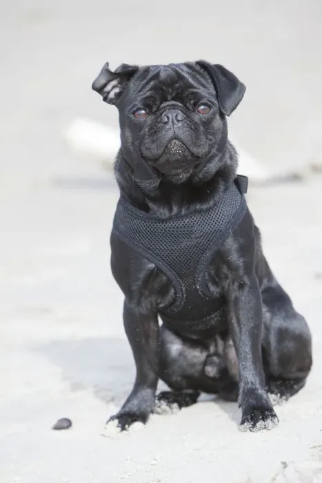 Framed Print : Black pug sitting on a beach