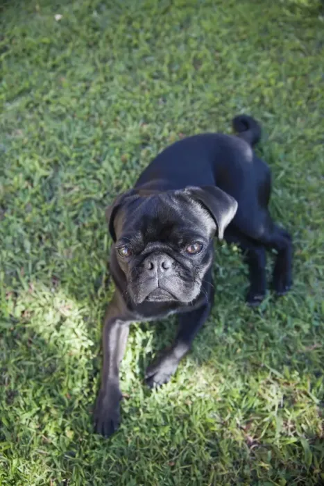 Framed Print : Black pug sitting on the grass Framed Print : Black pug sitting on the grass