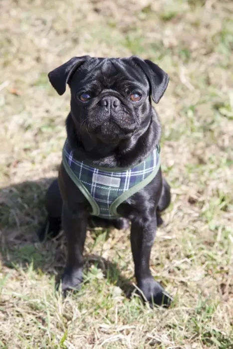 Framed Print : Black pug sitting on a meadow