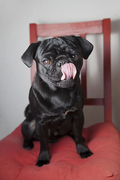 Black pug sitting on a red kitchen chair, licking its snout