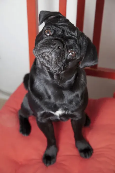 Framed Print : Black pug sitting on a red kitchen chair Framed Print : Black pug sitting on a red kitchen chair