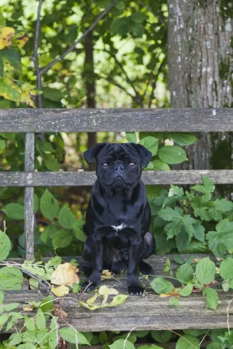 Framed Print : Black Pug sitting on a weathered wooden bench Framed Print : Black Pug sitting on a weathered wooden bench