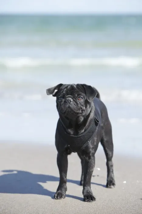 Framed Print : Black pug standing on a beach