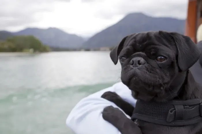 Framed Print : Black Pug on a tour boat, Tegernsee lake, Upper Bavaria, Bavaria, Germany Framed Print : Black Pug on a tour boat, Tegernsee lake, Upper Bavaria, Bavaria, Germany