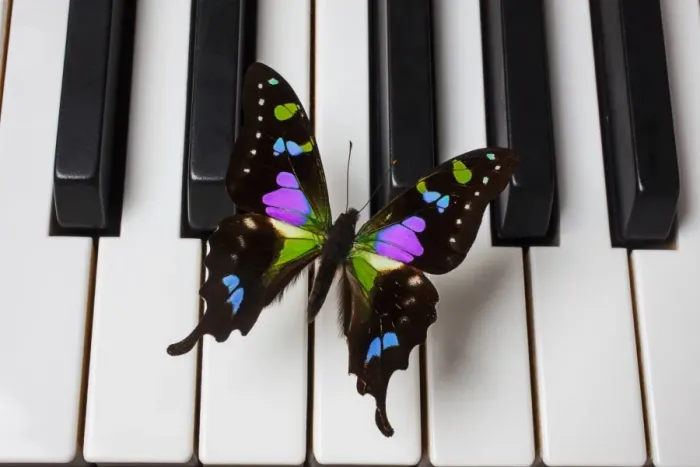 Framed Print : Black and purple butterfly Framed Print : Black and purple butterfly