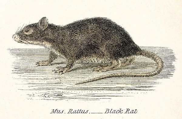 Black rat engraving 1803