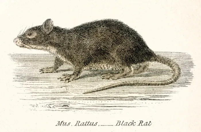Framed Print : Black rat engraving 1803 Framed Print : Black rat engraving 1803