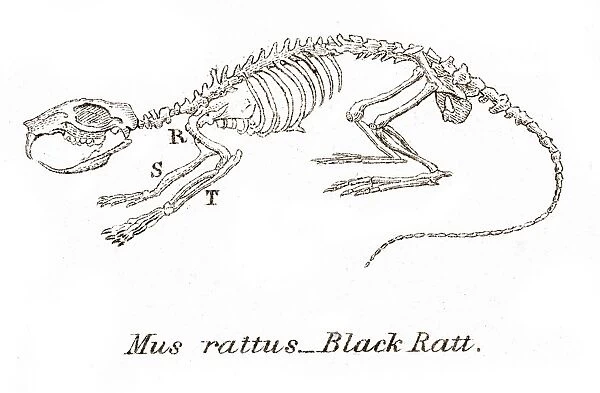 Black rat skeleton engraving 1803