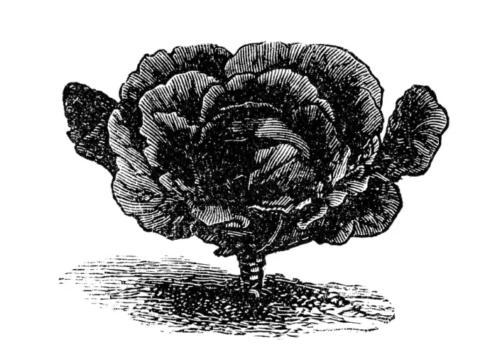 Framed Print : Black-red Erfurt cabbage Framed Print : Black-red Erfurt cabbage