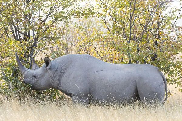 Black rhino -Diceros bicornis- eating, Etosha National Park, Namibia