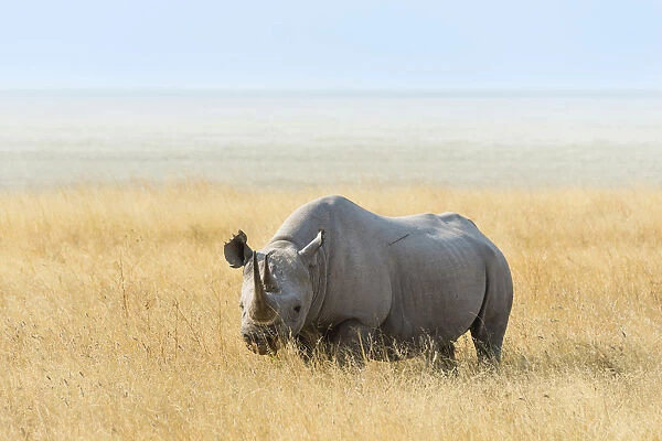 Black Rhino -Diceros bicornis- at the edge of the Etosha Pan, Etosha National Park, Namibia