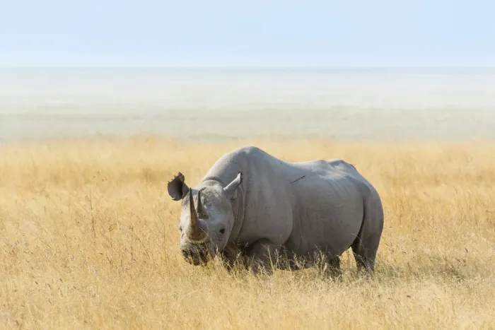 Framed Print : Black Rhino -Diceros bicornis- at the edge of the Etosha Pan, Etosha National Park, Namibia Framed Print : Black Rhino -Diceros bicornis- at the edge of the Etosha Pan, Etosha National Park, Namibia