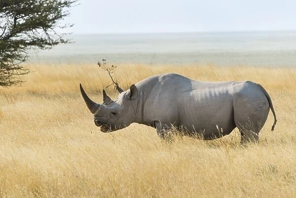 Black Rhino -Diceros bicornis- grazing at the edge of the Etosha Pan, Etosha National Park, Namibia