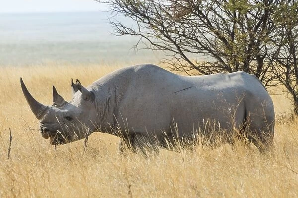 Black Rhino -Diceros bicornis- grazing at the edge of the Etosha Pan, Etosha National Park, Namibia